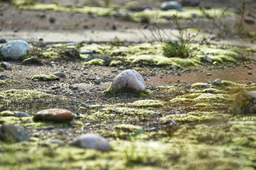 stones and moss