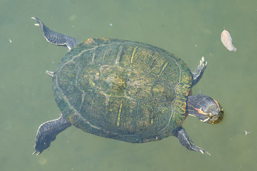 japanese green turtle