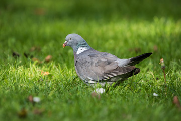 Common Wood Pigeon, Wood Pigeon, Columba palumbus