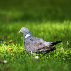 Common Wood Pigeon, Wood Pigeon, Columba palumbus