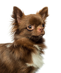 Obraz premium Chihuahua on white background