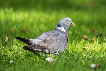 Common Wood Pigeon, Wood Pigeon, Columba palumbus
