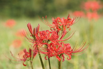 彼岸花