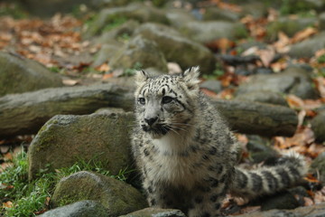 ユキヒョウの子供
