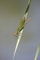Weibchen: Gebänderte Prachtlibelle (Calopteryx splendens)