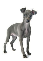 puppy italian greyhound