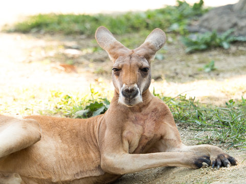 カンガルー の画像 18 402 件の Stock 写真 ベクターおよびビデオ Adobe Stock