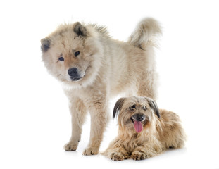 Pyrenean Shepherd and eurasier