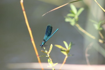 Männchen der Gebänderten Prachtlibelle (Calopteryx splendens)