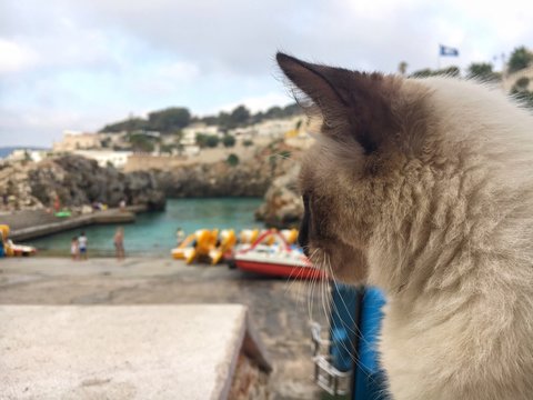 Gatto a Castro Marina
