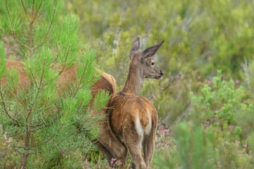 Small deer near mom