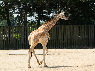 アミメキリン © moonrise