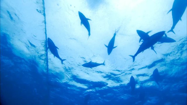 Couple Scuba Diving and snorkeling on vacation under water with bluefin tuna farm in tuna nets (tuna rings) in deep blue ocean areas. 