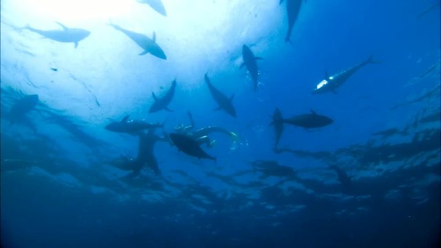 Romantic Couple Swimming and Scuba Diving / snorkeling on vacation under water with bluefin tuna farm in tuna nets (tuna rings) in deep blue ocean areas. 