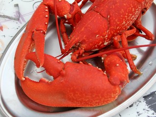 homard breton cuit au court-bouillon,Homarus gammarus