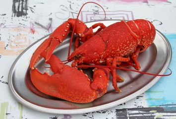 homard breton cuit au court-bouillon,Homarus gammarus © papinou