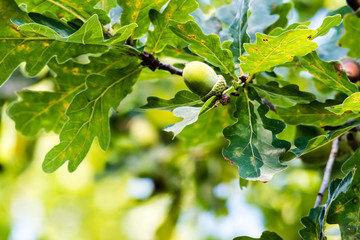 Unripe green acorns growing on a tree