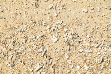 Coral sand in beach background.