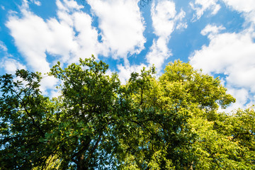 Green tree against blue sky with clouds