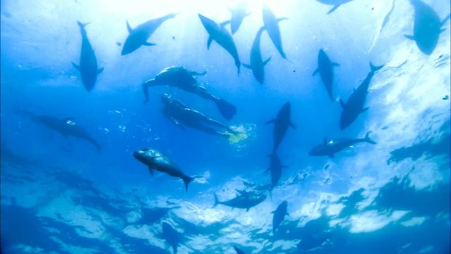 Couple Scuba Diving and snorkeling on vacation under water with bluefin tuna farm in tuna nets (tuna rings) in deep blue ocean areas. 