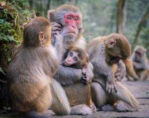 Macaque monkeys