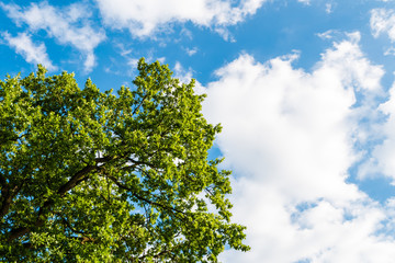 Obraz premium Green tree against blue sky with clouds