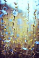 vintage macro beautiful photo with cold autumn blue colors. Macro closeup meadow plants