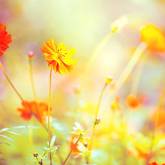 Fototapeta na wymiar vintage flowers in autumn nature. Outdoor macro closeup beautiful photo