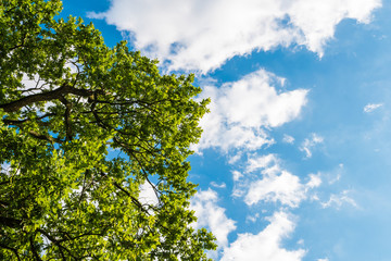Green tree against blue sky with clouds