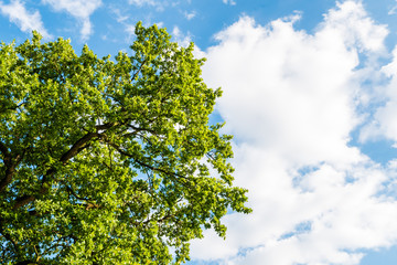 Green tree against blue sky with clouds