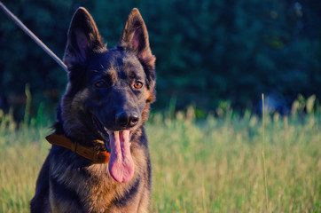German shepherd in green grass (retro style)