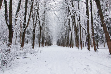 winter forest covered snow