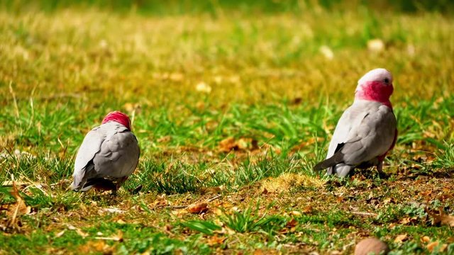 A perroquet nibbles at some grass while another stands alert nearby
