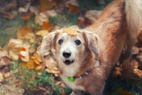 portrait of golden mix breed dog with yellow leaf on a head