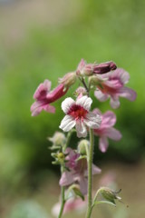 カイケイジオウ