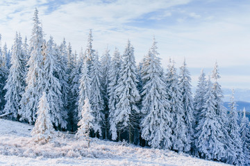 Fantastic winter landscape. Magic sunset in the mountains a frosty day. On the eve of the holiday. The dramatic scene. Carpathian, Ukraine, Europe. Happy New Year.