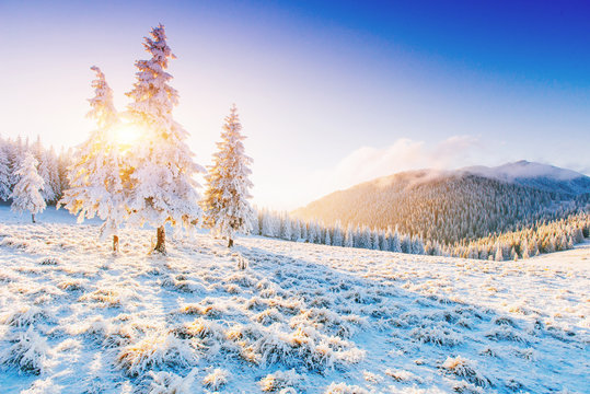 Fantastic winter landscape. Magic sunset in the mountains a frosty day. On the eve of the holiday. The dramatic scene. Carpathian, Ukraine, Europe. Happy New Year.