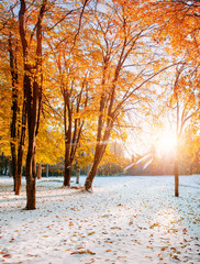 Naklejka premium October mountain beech forest with first winter snow