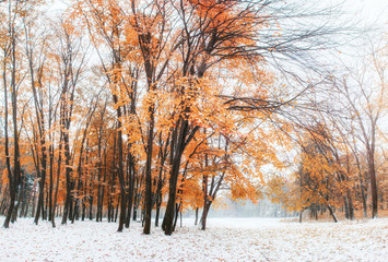 October mountain beech forest with first winter snow