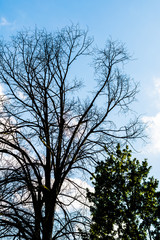 Black dry branches of tree without leaves