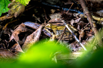 Frog Sitting Amager Fælled 