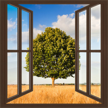 Isolated tree in a tuscany wheatfield view from the window - concept image