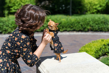 Small dog chihuahua in woman hands. Stylish woman with puppy outdoors in park. Togetherness. Friendship.