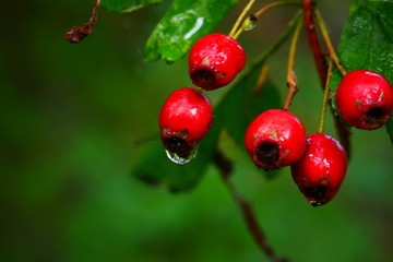 Holly Berries Amager Fælled 