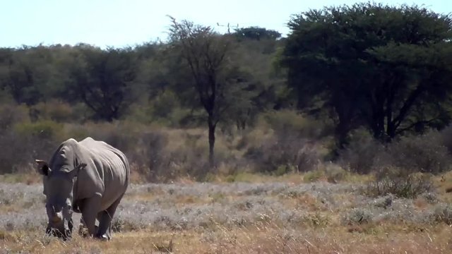 a group of rhinos in the rhino sancturary in botswana