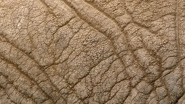 African elephant's skin