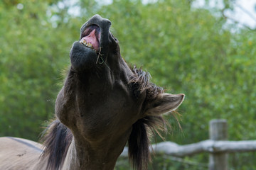 Portrait wild horse in national park Austria Europe