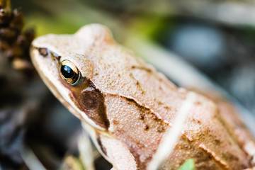 Small frog sitting in grass near a pond