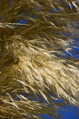 Grosses weisses amerikanisches oder Silber-Pampasgras, weisse Federn vom Pampasgras, Stengel von Cortaderia selloana