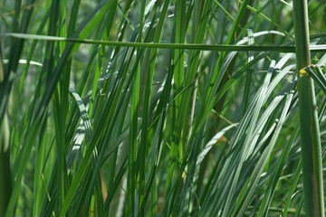 Grosses weisses amerikanisches oder Silber-Pampasgras, weisse Federn vom Pampasgras, Stengel von Cortaderia selloana